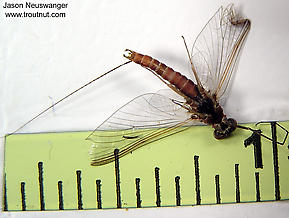 Male Ephemerella subvaria (Hendrickson) Mayfly Spinner