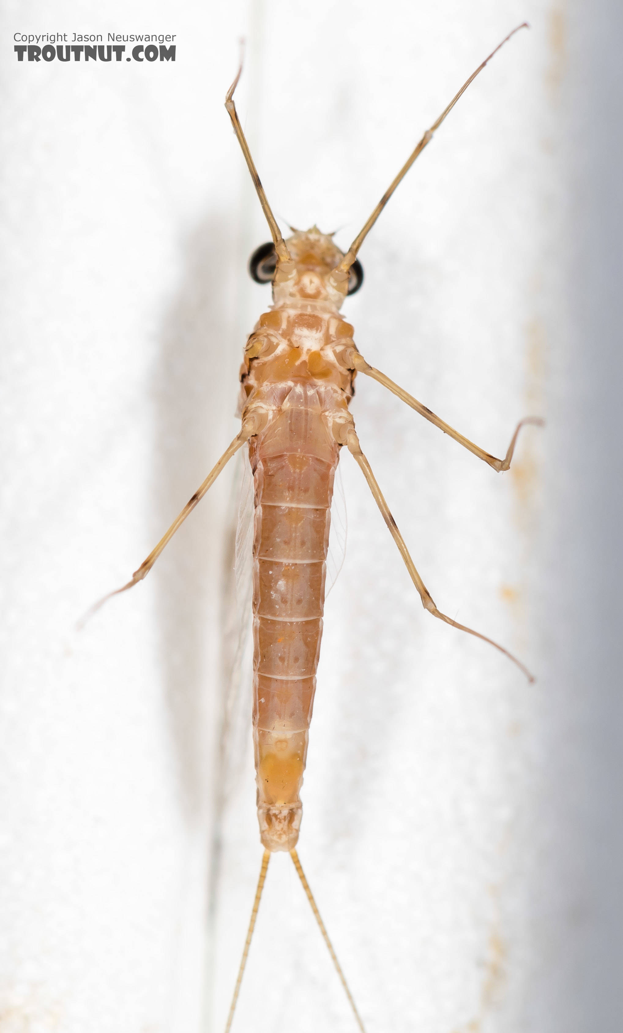 Female Cinygmula (Dark Red Quills) Mayfly Spinner from Rock Creek in Montana