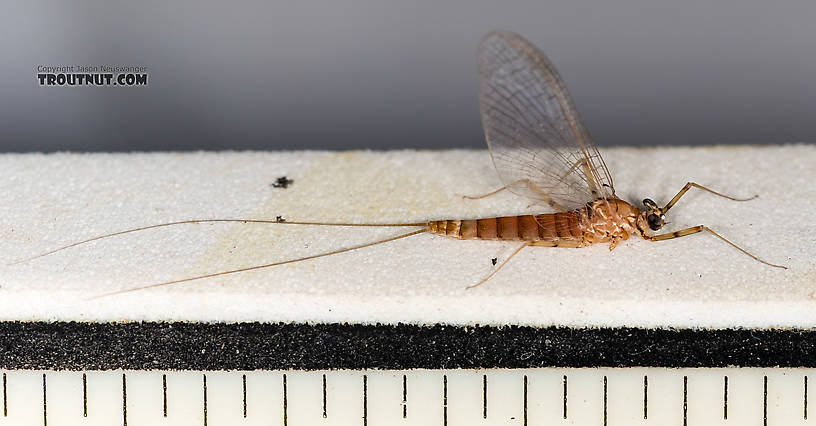 Each length mark is 1/16 inch.  Female Cinygmula (Dark Red Quills) Mayfly Spinner from Rock Creek in Montana