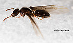 Female Formicidae (Ants) Insect Adult