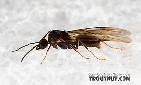 Formicidae (Ants) Insect Adult