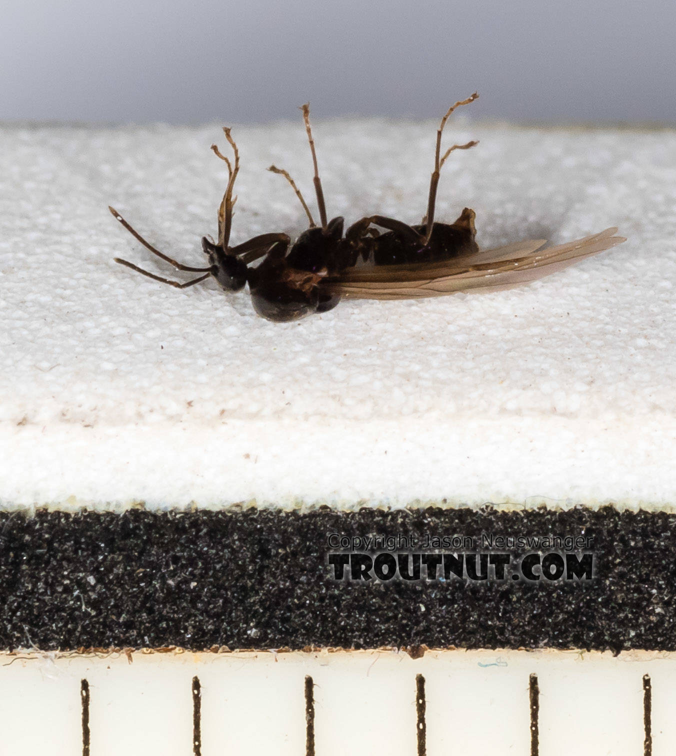 Each measurement mark is 1/16 inch -- this is a tiny ant.  Formicidae (Ants) Ant Adult from Mystery Creek #227 in Montana