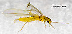 Chloroperlidae (Sallflies) Stonefly Adult