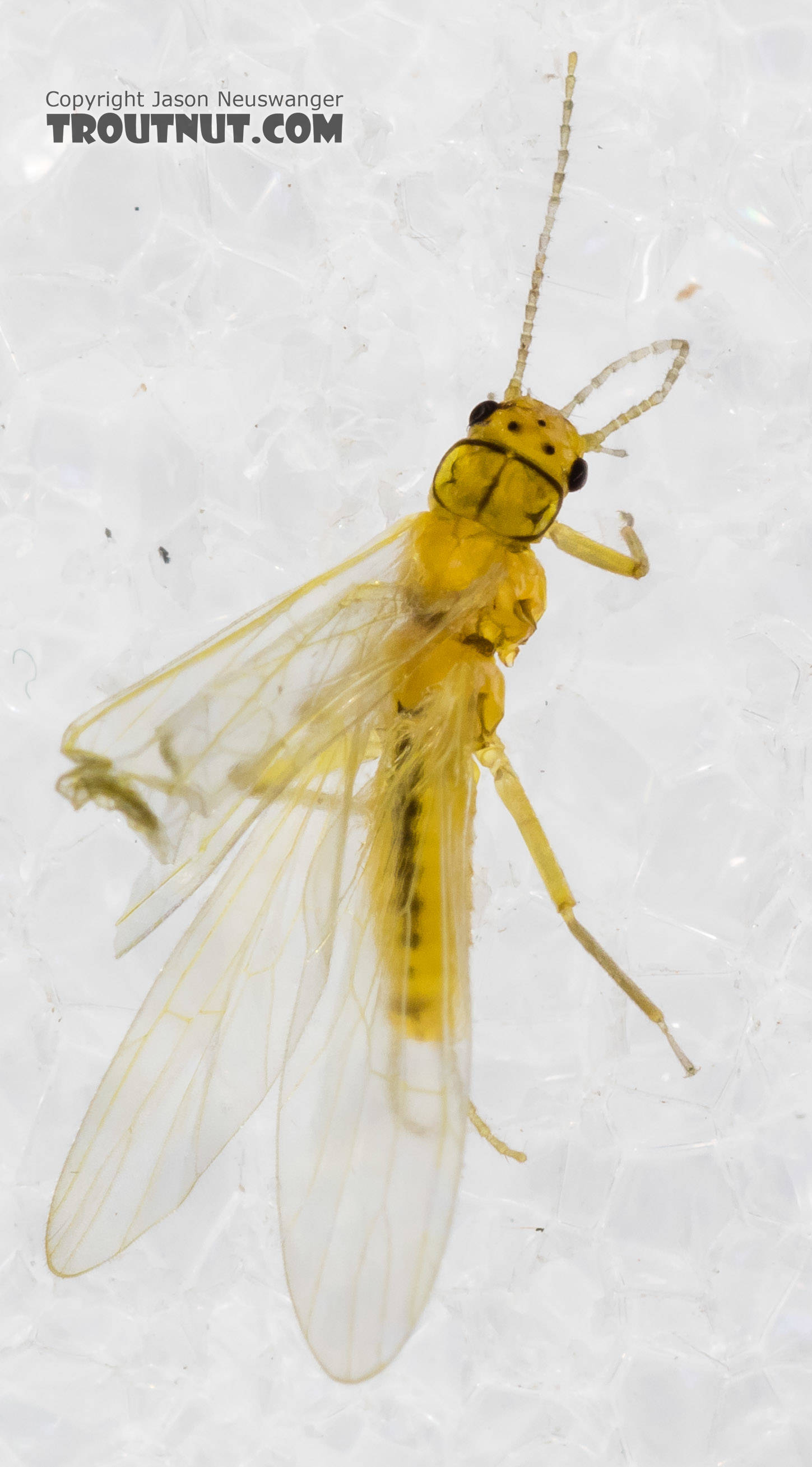 Chloroperlidae (Sallflies) Stonefly Adult from Mystery Creek #227 in Montana