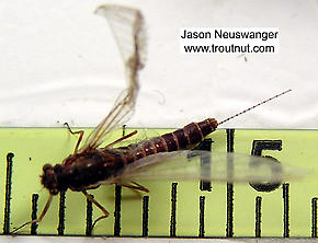 Female Ephemerella subvaria (Hendrickson) Mayfly Spinner