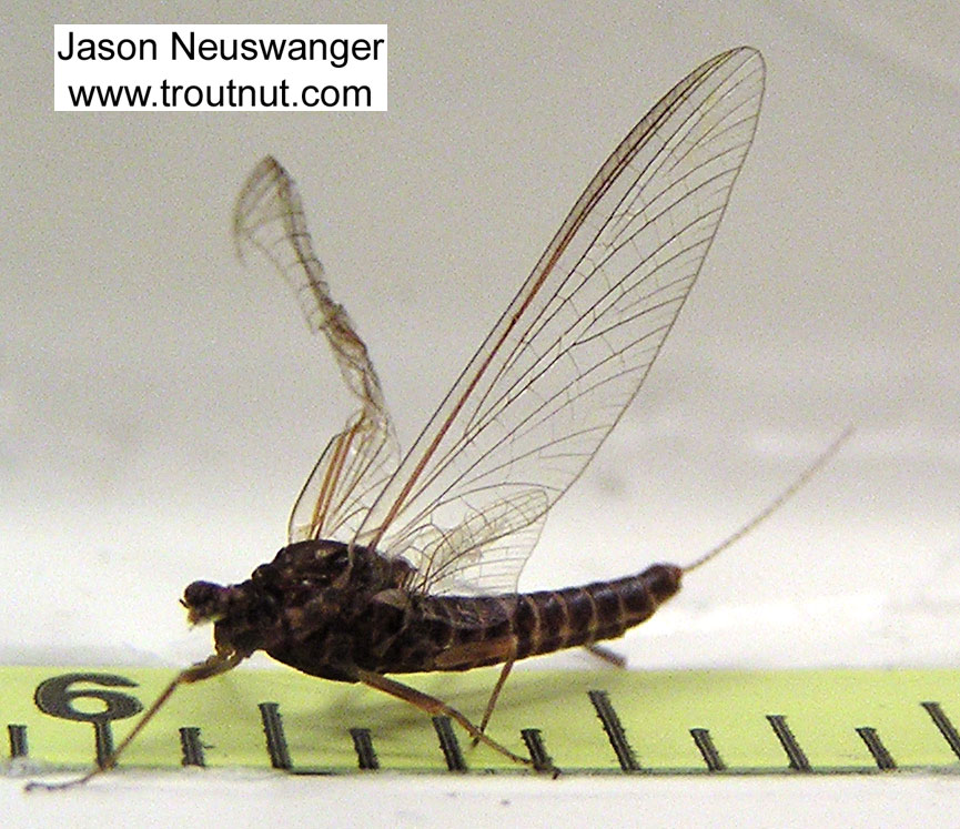 Female Ephemerella subvaria (Hendrickson) Mayfly Spinner from the Bois Brule River in Wisconsin