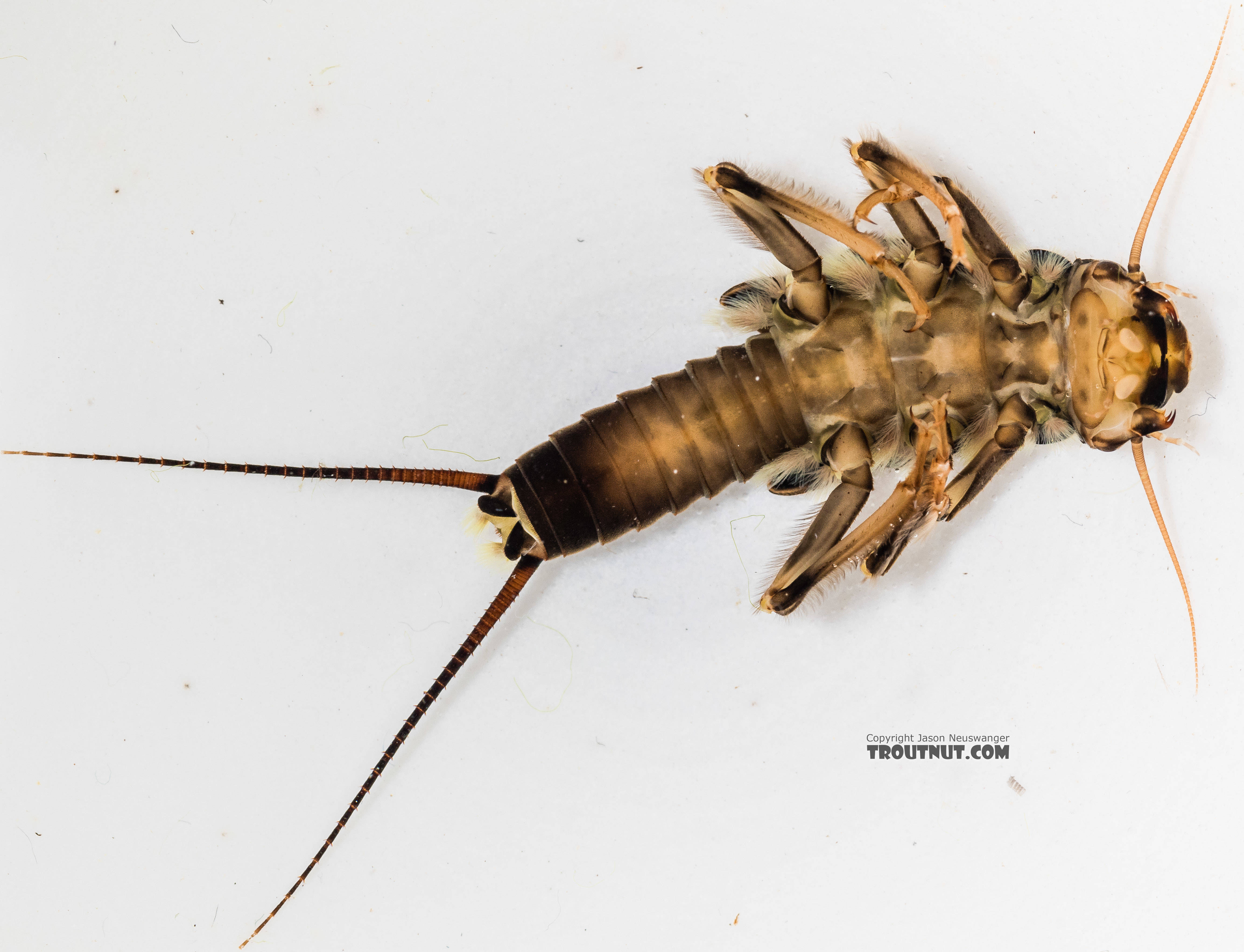 Hesperoperla pacifica (Golden Stone) Stonefly Nymph from the South Fork Snoqualmie River in Washington