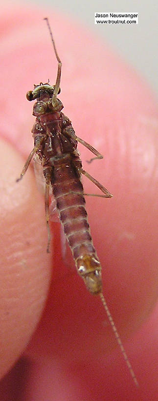 Female Ephemerella subvaria (Hendrickson) Mayfly Spinner from the Bois Brule River in Wisconsin