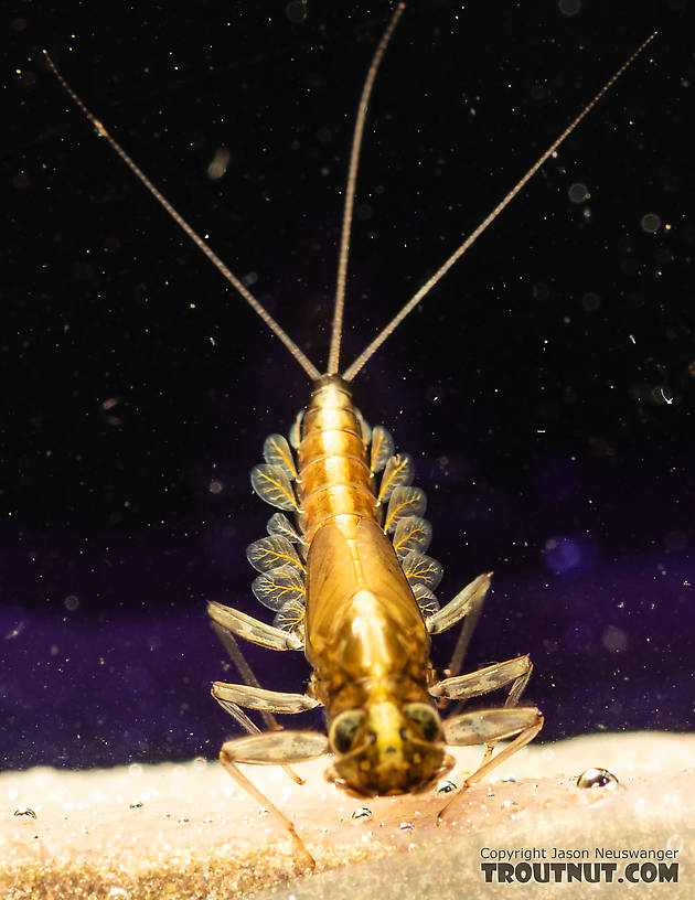 Cinygmula (Dark Red Quills) Mayfly Nymph from the South Fork Snoqualmie River in Washington