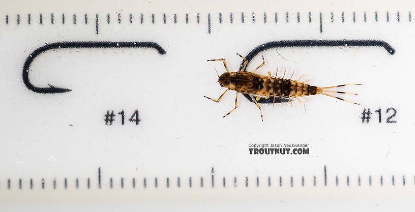 Ameletus (Brown Duns) Mayfly Nymph from the South Fork Snoqualmie River in Washington
