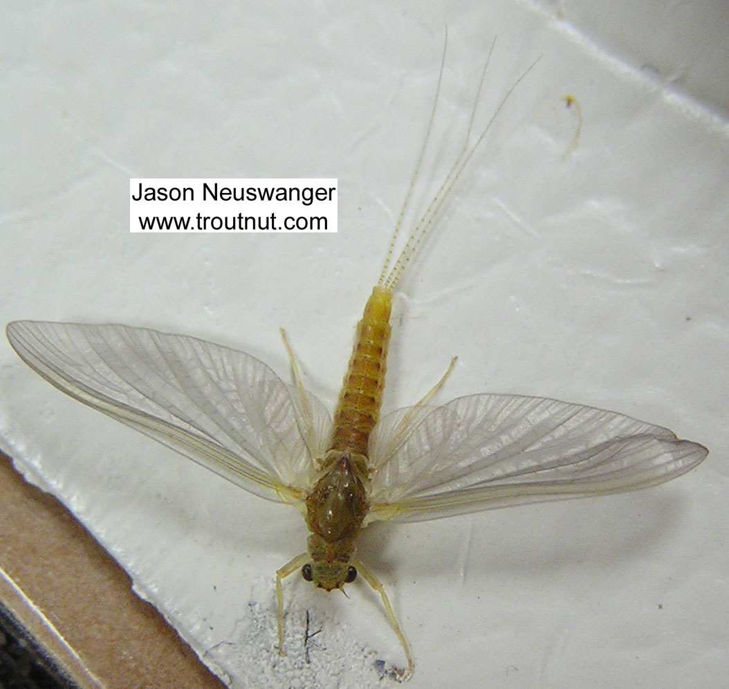 Female Ephemerella invaria (Sulphur Dun) Mayfly Spinner from the Namekagon River in Wisconsin