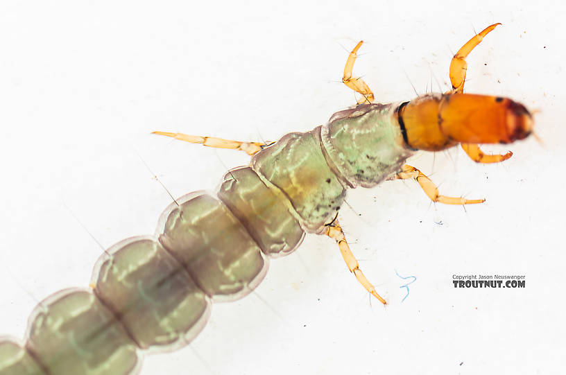 Rhyacophila (Green Sedges) Caddisfly Larva from the South Fork Snoqualmie River in Washington