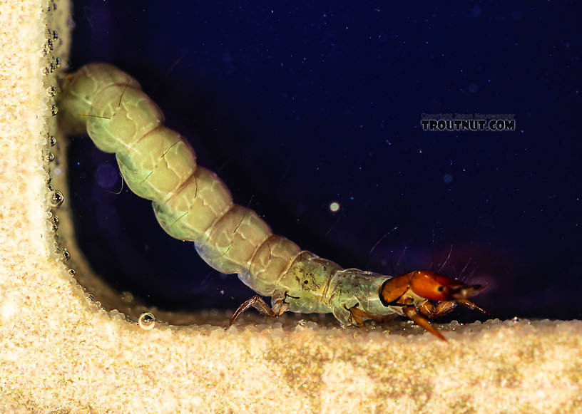Rhyacophila (Green Sedges) Caddisfly Larva from the South Fork Snoqualmie River in Washington