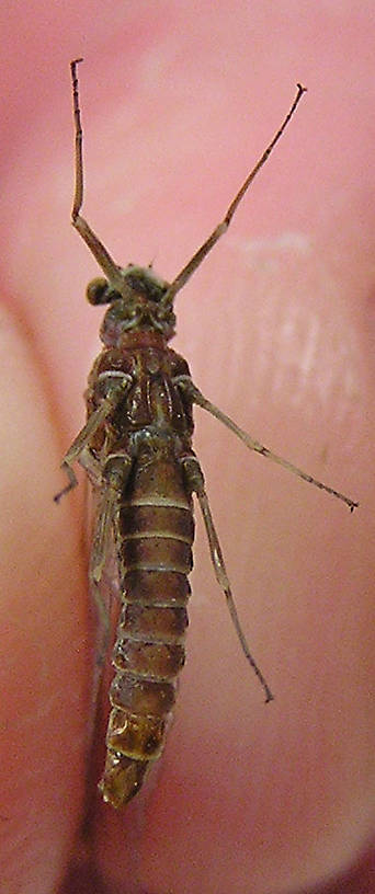 Female Ephemerella subvaria (Hendrickson) Mayfly Spinner from unknown in Wisconsin