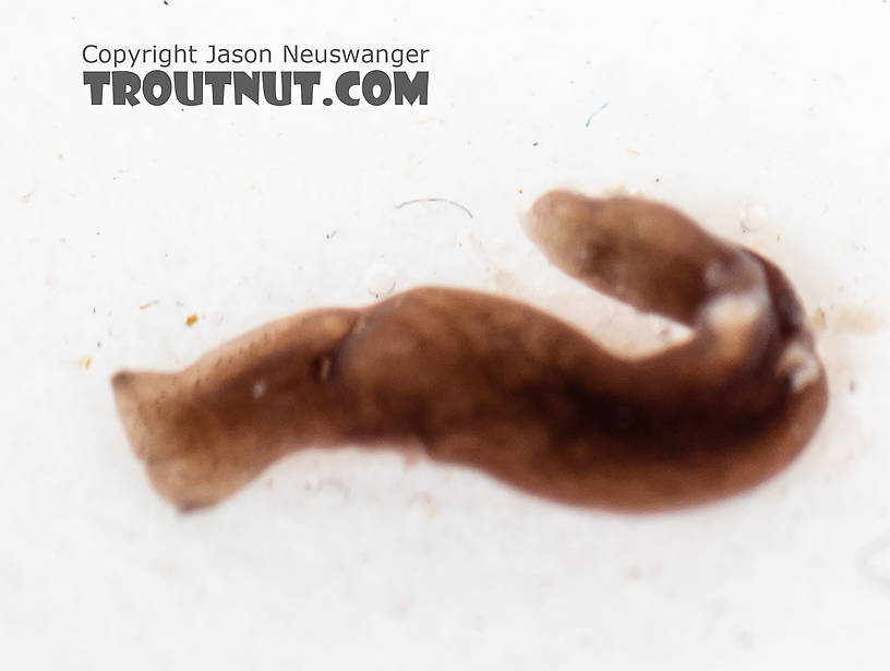 Platyhelminthes (Flatworms) Flatworm from the South Fork Snoqualmie River in Washington