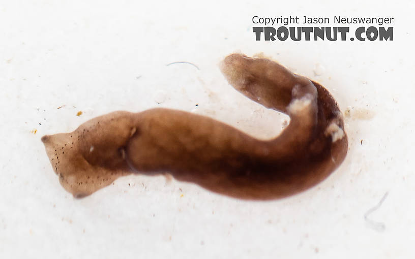 Platyhelminthes (Flatworms) Flatworm from the South Fork Snoqualmie River in Washington