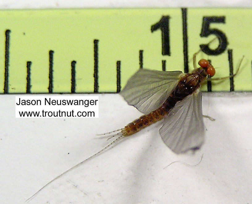Male Ephemerella invaria (Sulphur Dun) Mayfly Dun from unknown in Wisconsin