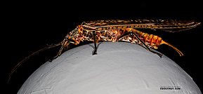 Female Pteronarcys californica (Giant Salmonfly) Stonefly Adult