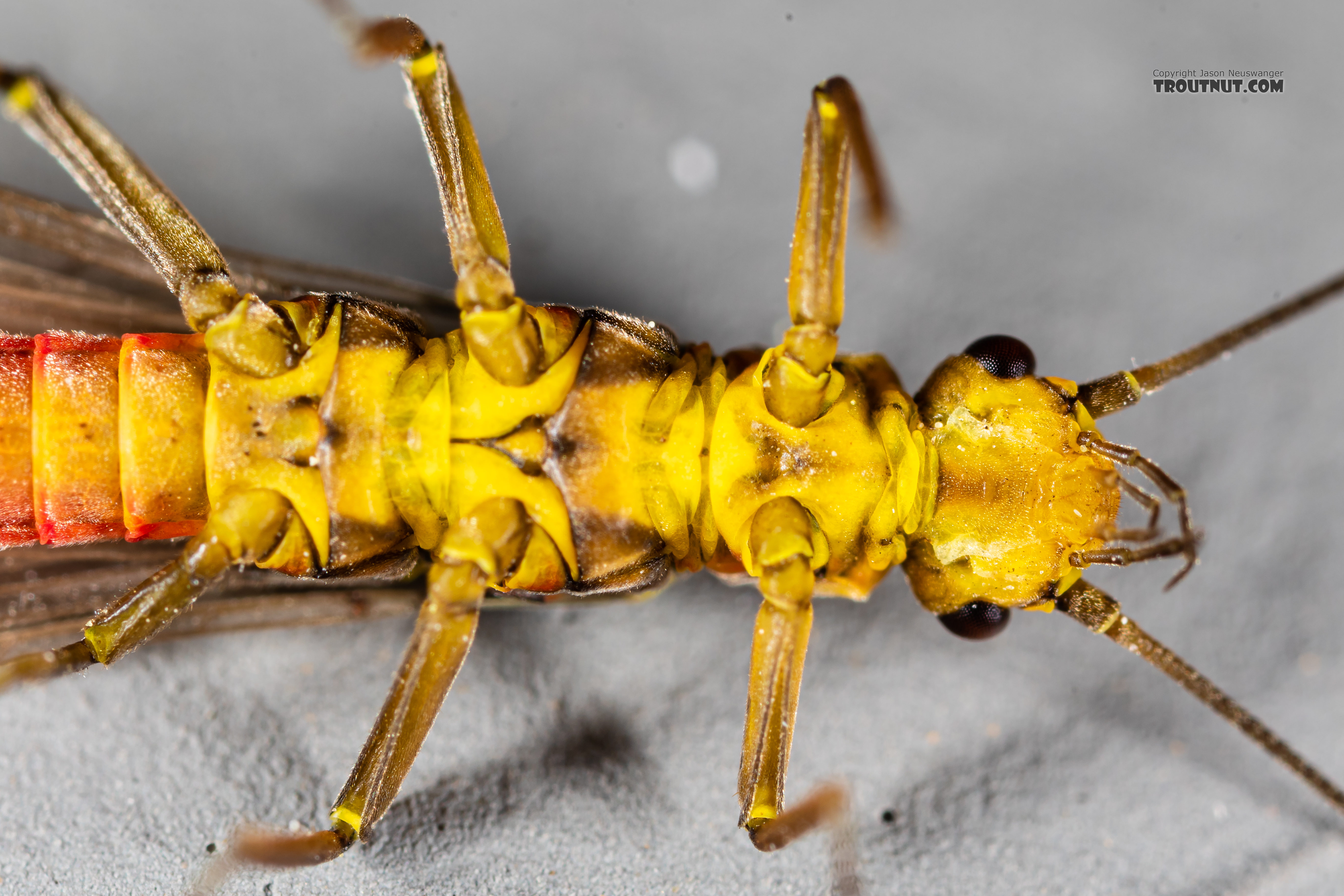 Female Sweltsa (Sallflies) Stonefly Adult from the Madison River in Montana