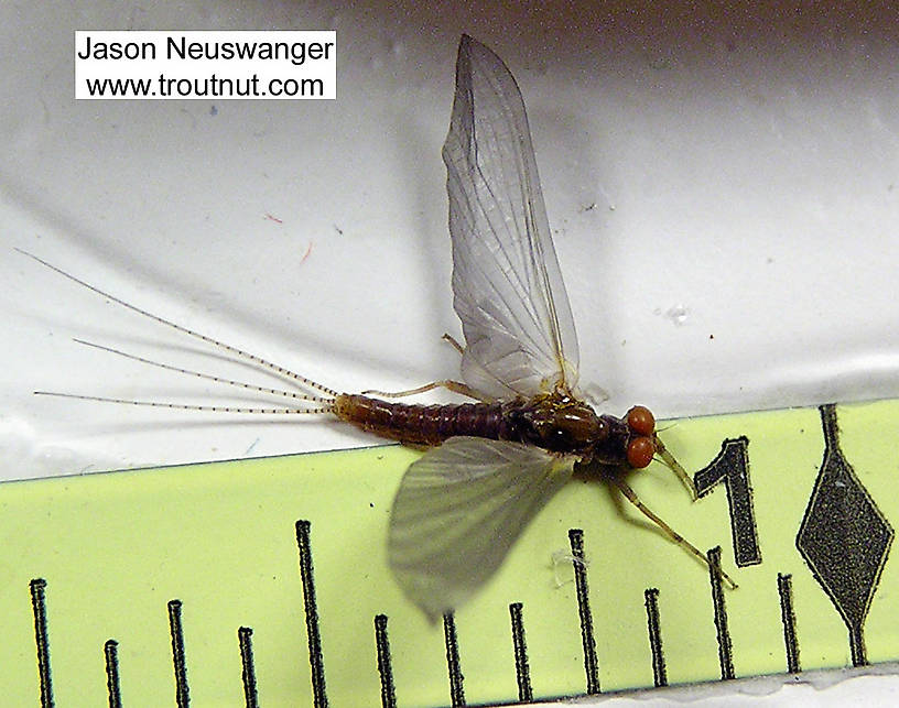 Male Ephemerella excrucians (Pale Morning Dun) Mayfly Dun from unknown in Wisconsin