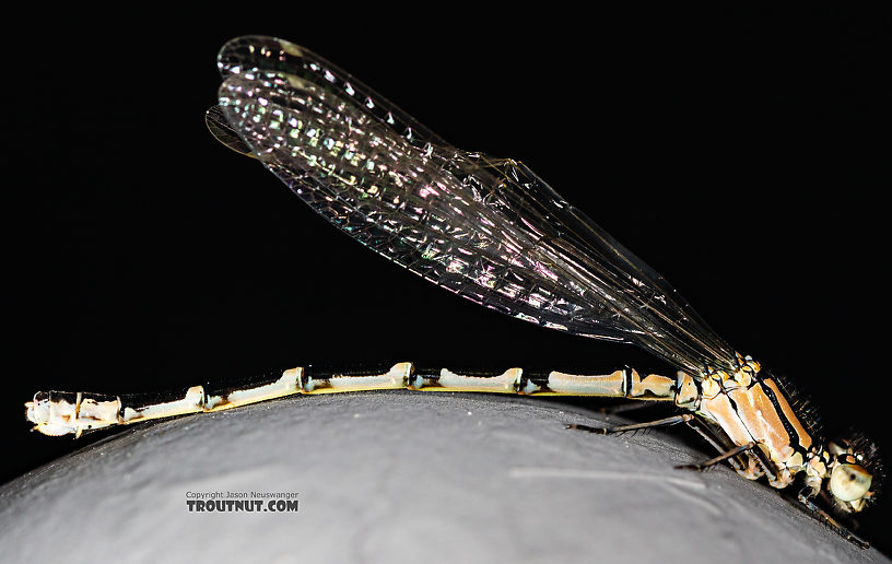 Odonata-Zygoptera (Damselflies) Damselfly Adult from the Madison River in Montana