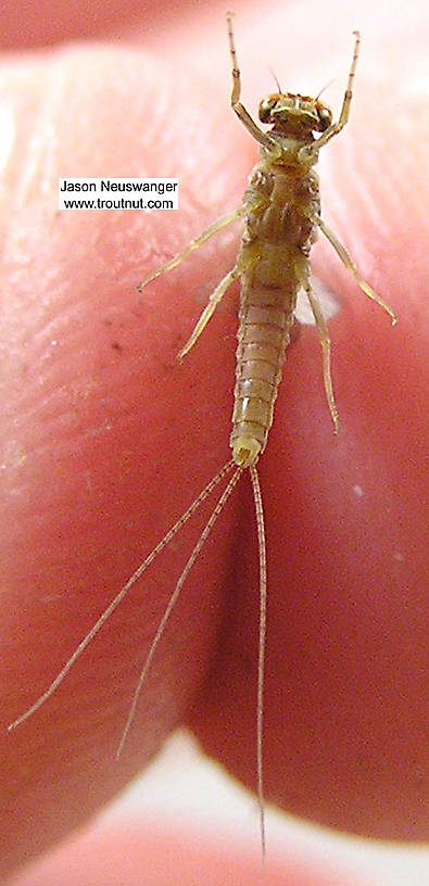 Male Ephemerella excrucians (Pale Morning Dun) Mayfly Dun from unknown in Wisconsin
