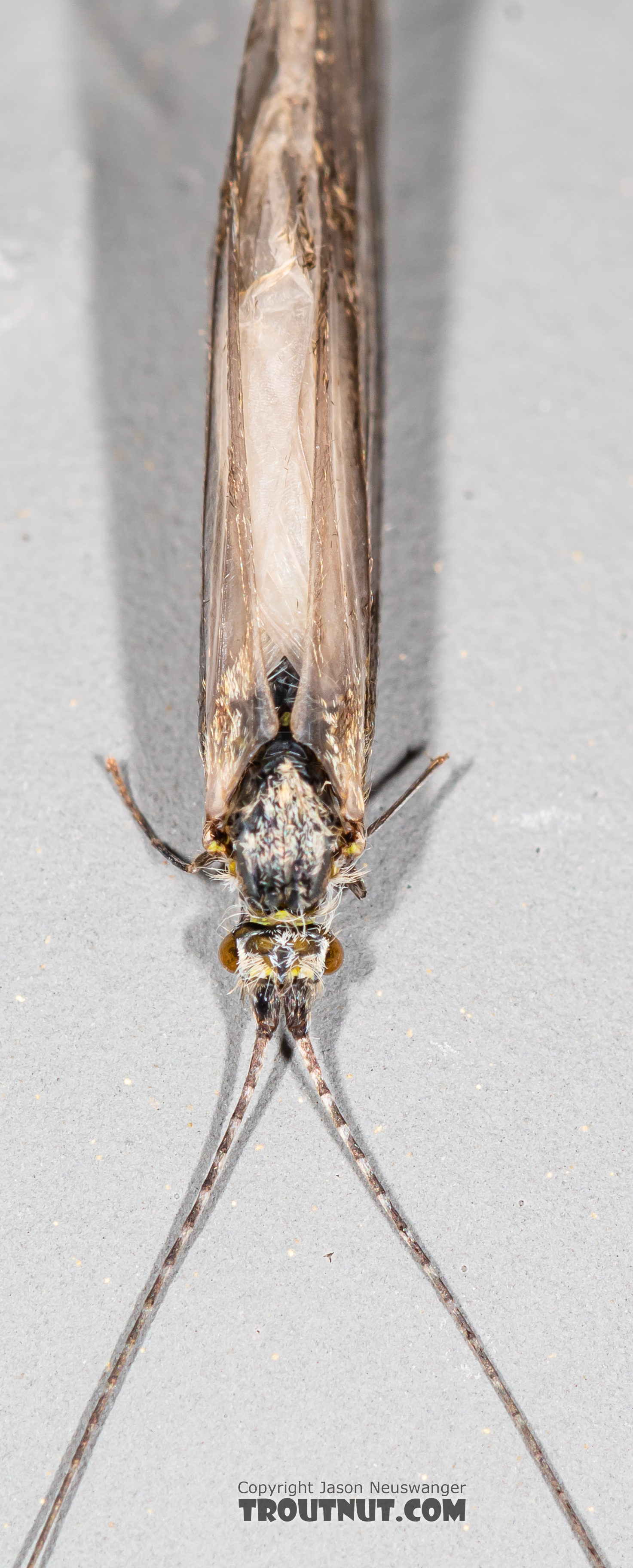 Male Leptoceridae Caddisfly Adult from the Madison River in Montana