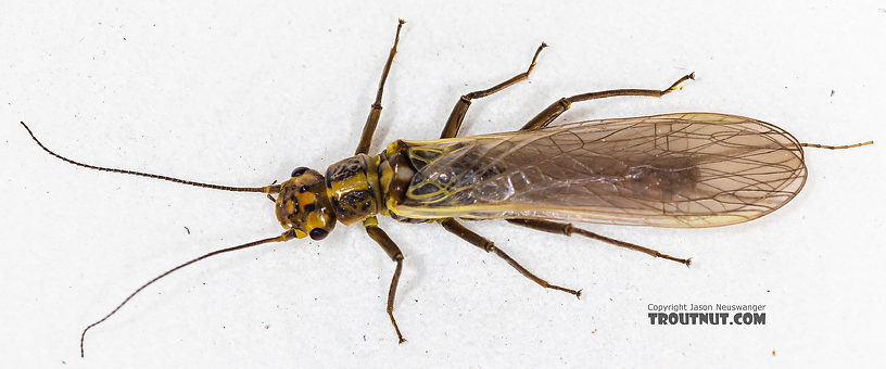 Female Sweltsa fidelis (Sallfly) Stonefly Adult from the Madison River in Montana