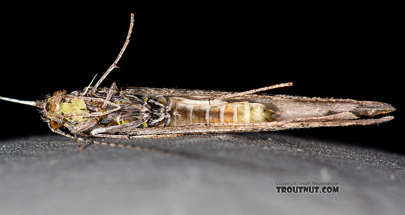 Leptoceridae Caddisfly Adult from the Madison River in Montana