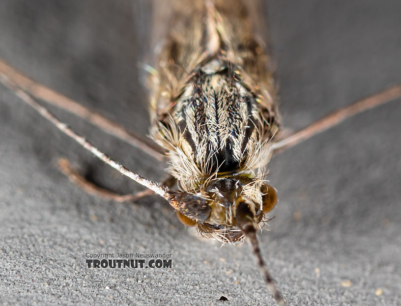 Leptoceridae Caddisfly Adult from the Madison River in Montana