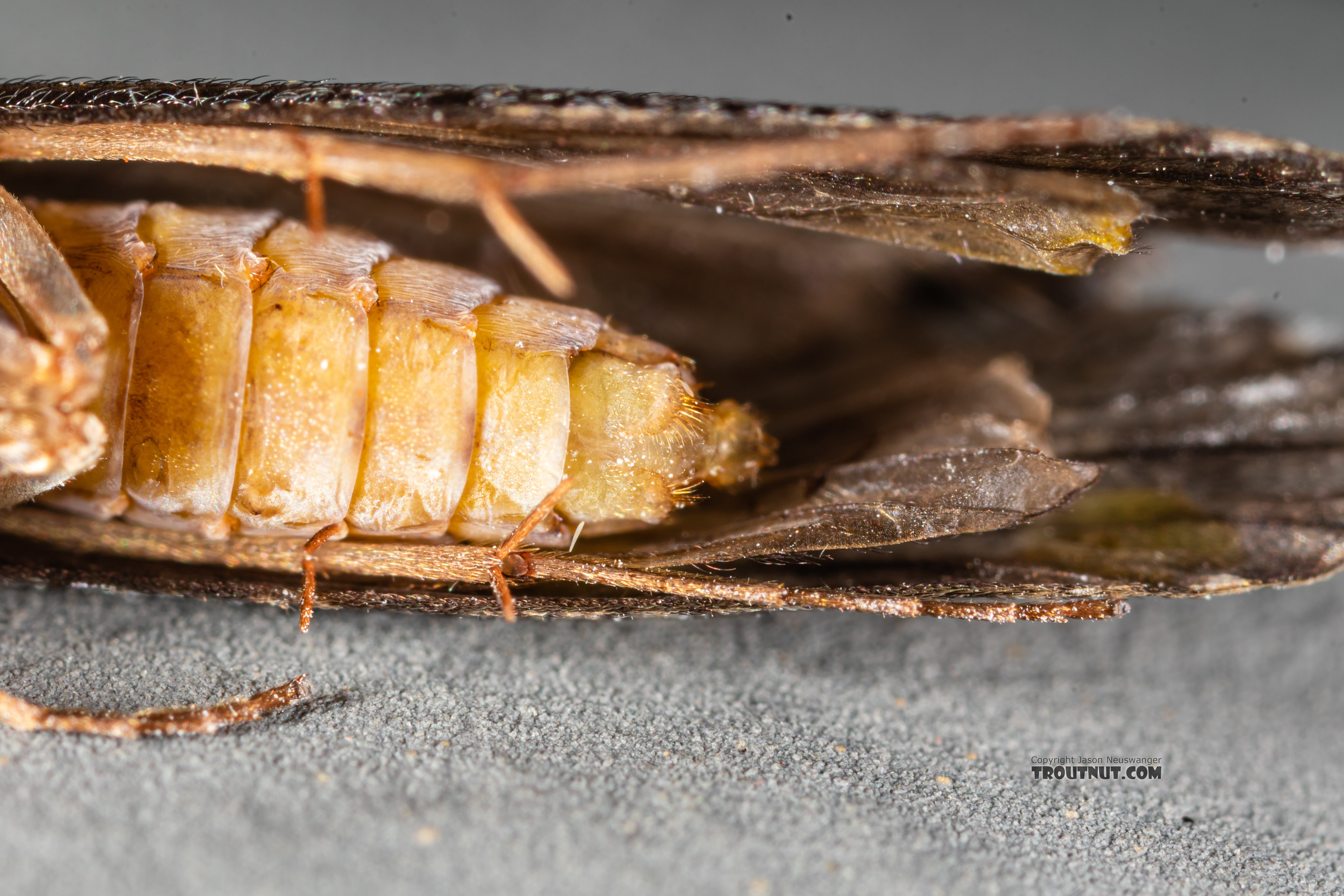 Hydropsyche (Spotted Sedges) Caddisfly Adult from the Madison River in Montana