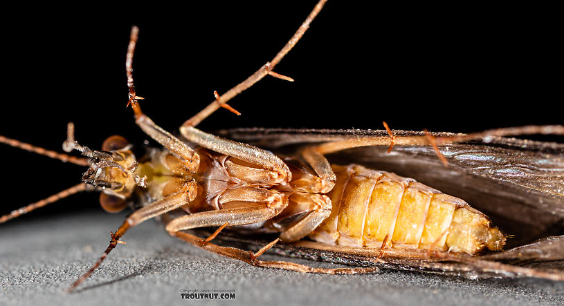 Hydropsyche (Spotted Sedges) Caddisfly Adult from the Madison River in Montana