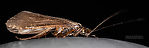 Male Hydropsyche occidentalis (Spotted Sedge) Caddisfly Adult