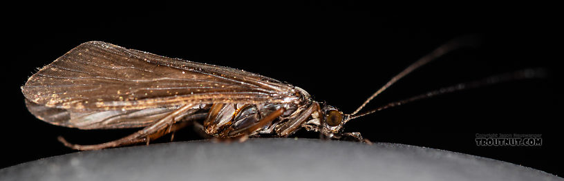 Male Hydropsyche occidentalis (Spotted Sedge) Caddisfly Adult from the Madison River in Montana