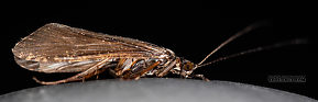 Male Hydropsyche occidentalis (Spotted Sedge) Caddisfly Adult