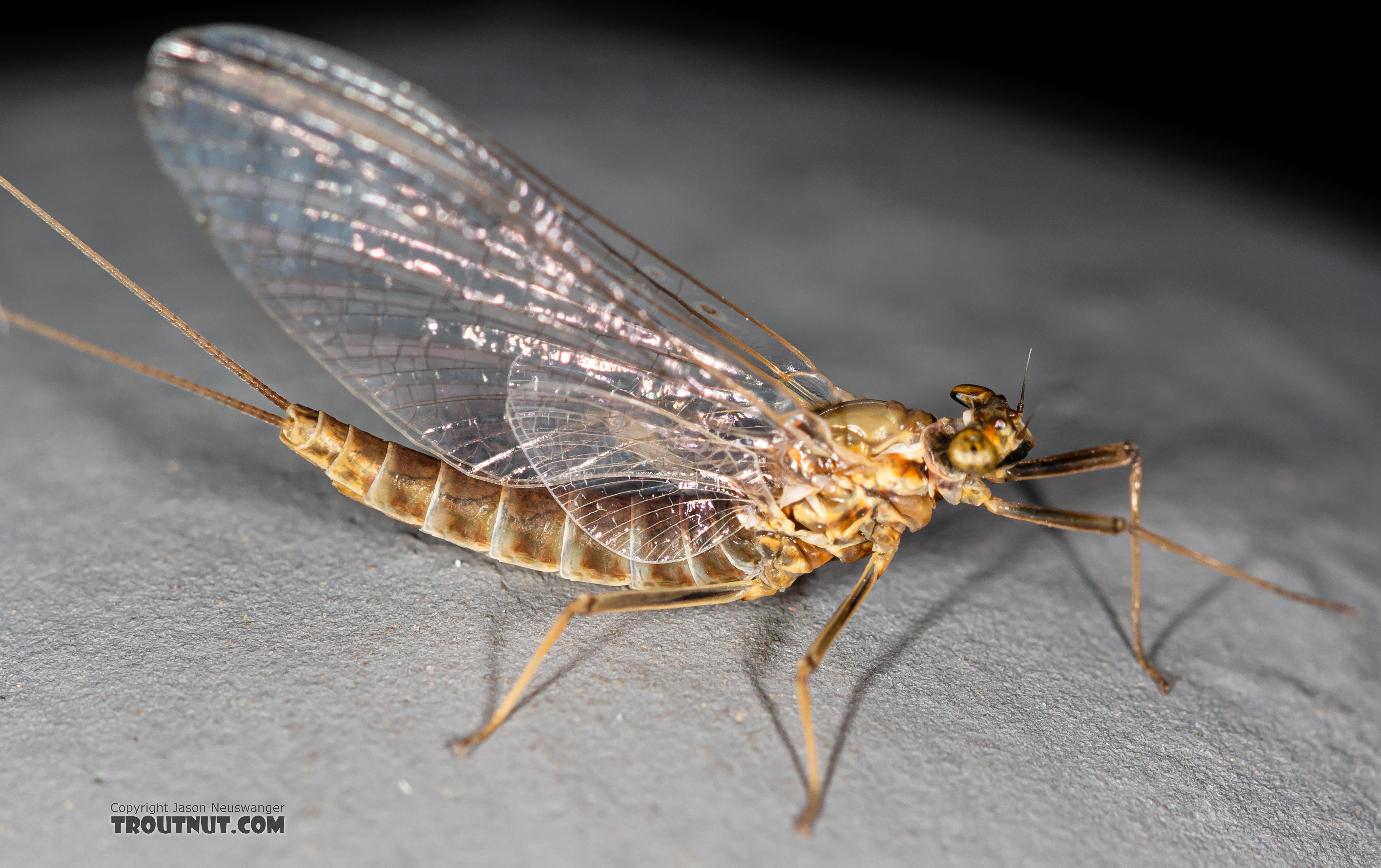 Female Rhithrogena undulata (Small Western Red Quill) Mayfly Spinner from the Madison River in Montana