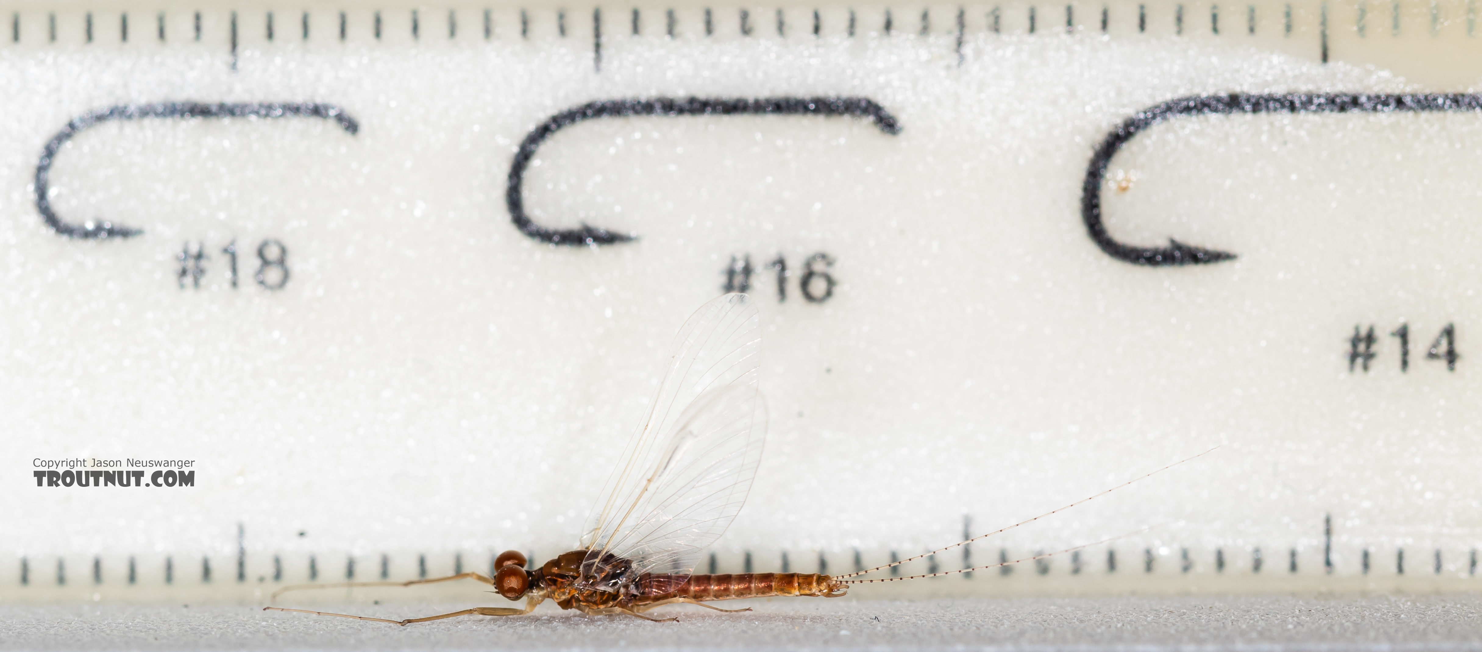 Male Ephemerella dorothea infrequens (Pale Morning Dun) Mayfly Spinner from the Madison River in Montana