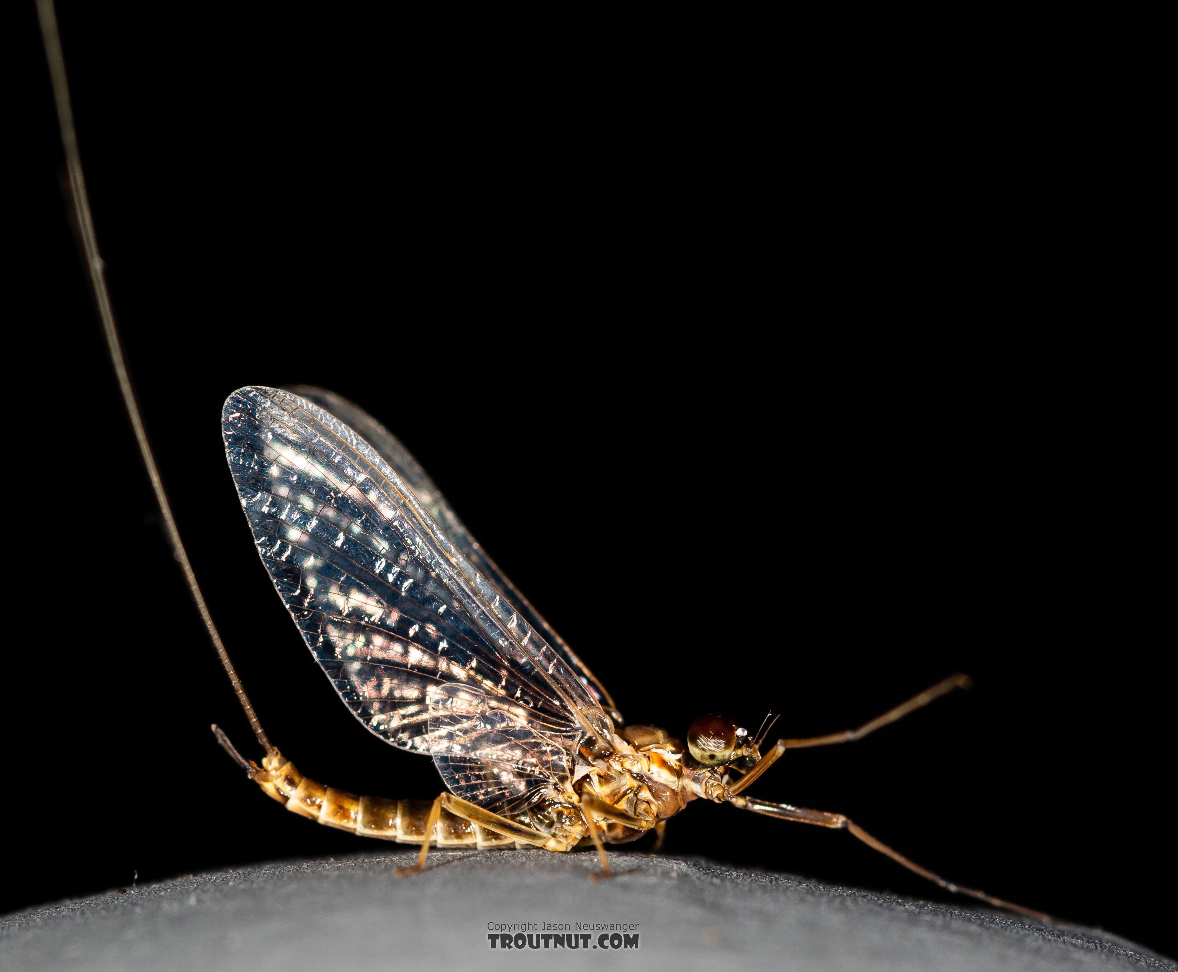 Male Rhithrogena undulata (Small Western Red Quill) Mayfly Spinner from the Madison River in Montana