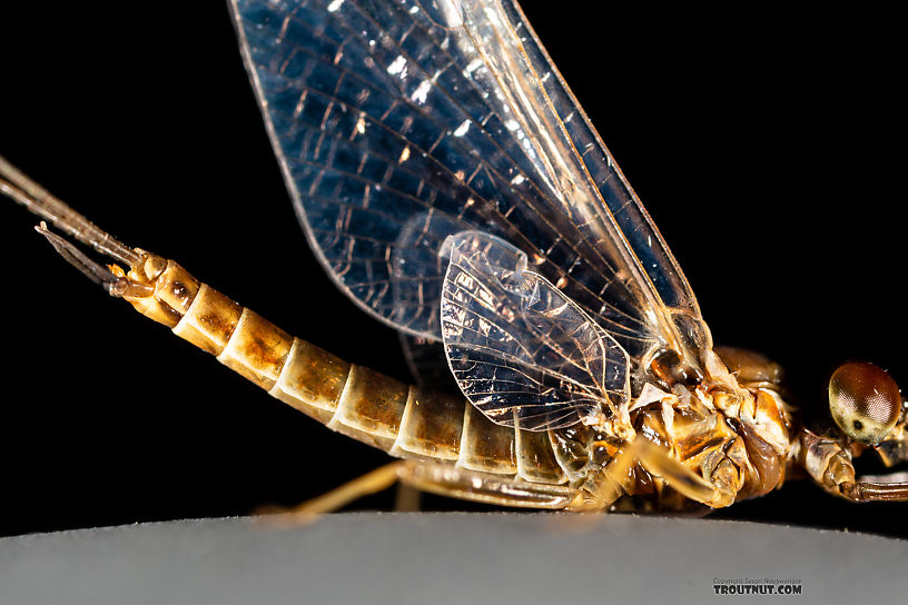 Male Rhithrogena undulata (Small Western Red Quill) Mayfly Spinner from the Madison River in Montana