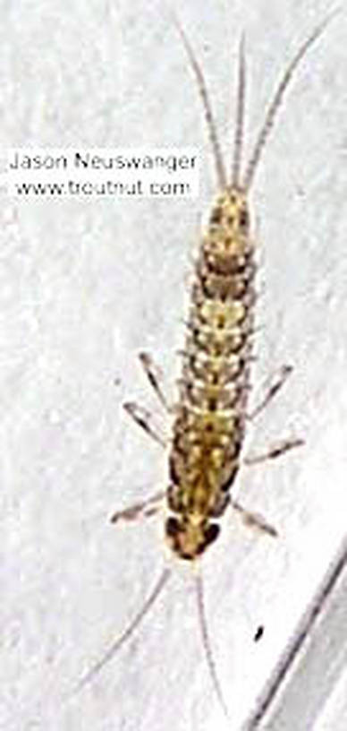 Baetidae (Blue-Winged Olives) Mayfly Nymph from the Namekagon River in Wisconsin