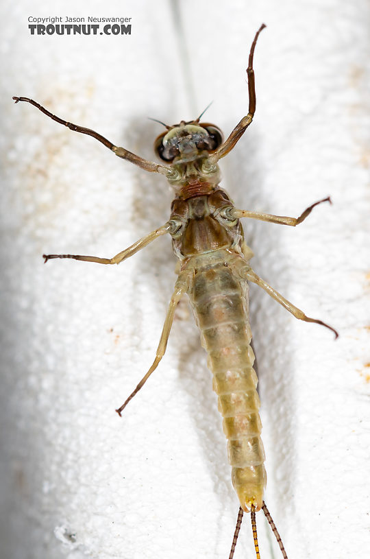 Male Ephemerella dorothea infrequens (Pale Morning Dun) Mayfly Dun from the Madison River in Montana