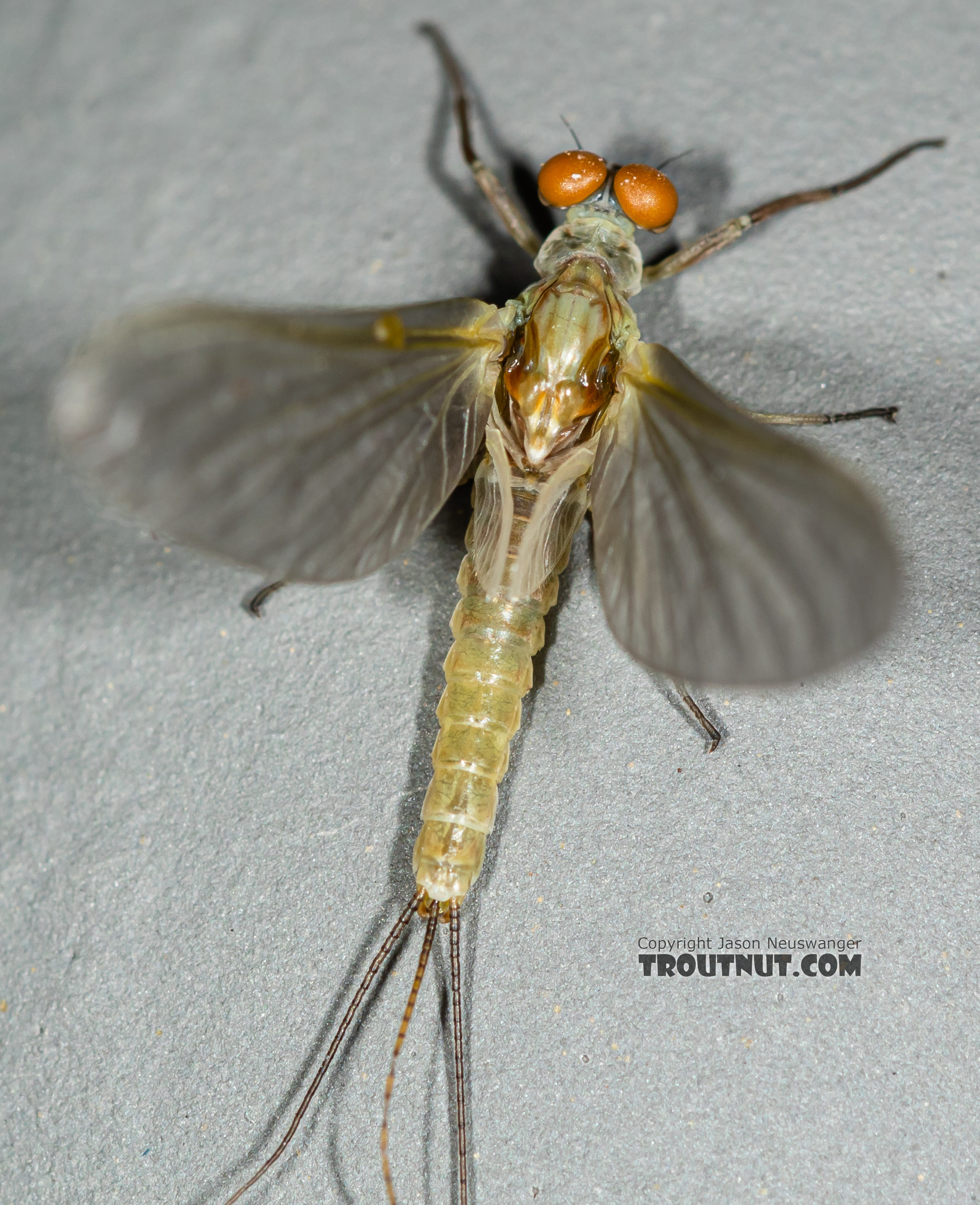 Male Ephemerella dorothea infrequens (Pale Morning Dun) Mayfly Dun from the Madison River in Montana