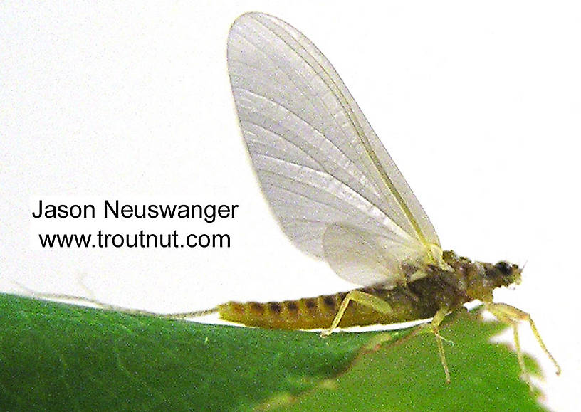 Female Ephemerella invaria (Sulphur Dun) Mayfly Dun from unknown in Wisconsin