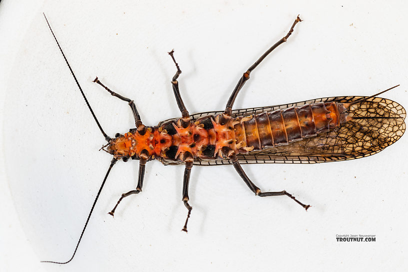 Female Pteronarcys californica (Giant Salmonfly) Stonefly Adult from the Gallatin River in Montana