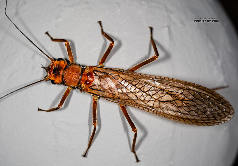 Female Hesperoperla pacifica (Golden Stone) Stonefly Adult from the Gallatin River in Montana