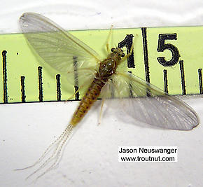 Female Ephemerella invaria (Sulphur Dun) Mayfly Dun