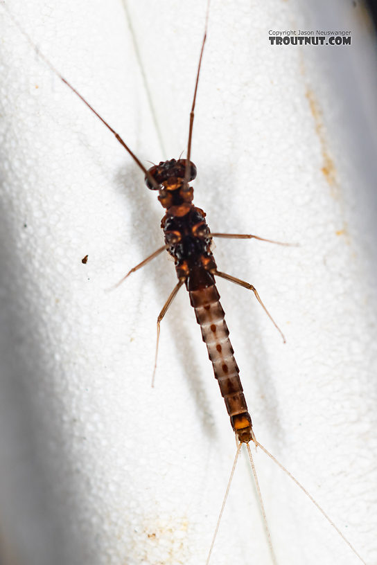 Male Neoleptophlebia heteronea (Blue Quill) Mayfly Spinner from the Madison River in Montana