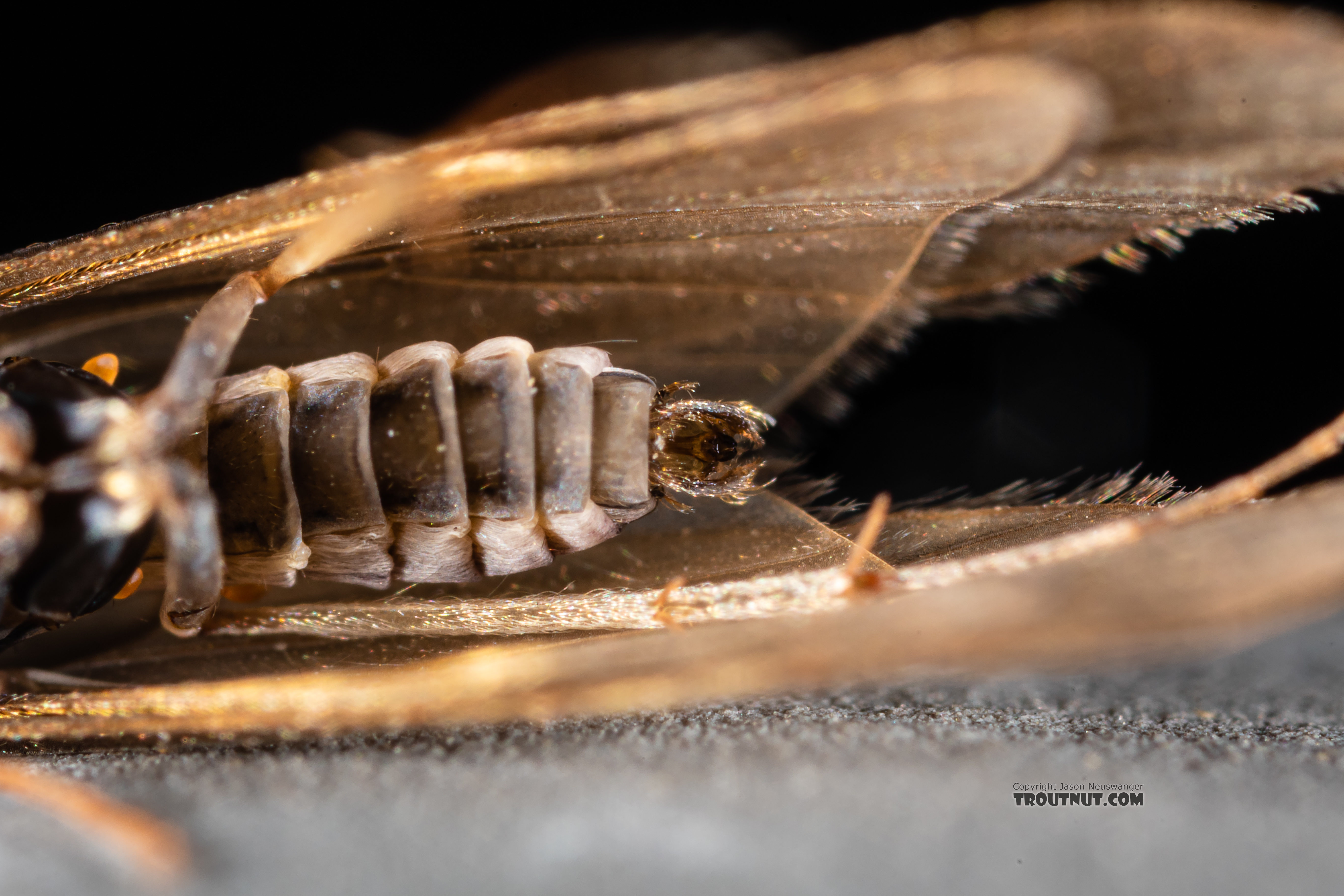 Male Cheumatopsyche (Little Sister Sedges) Caddisfly Adult from the Madison River in Montana