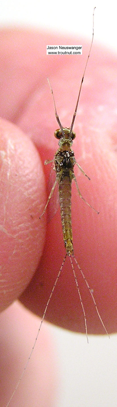 Male Ephemerella invaria (Sulphur Dun) Mayfly Spinner from unknown in Wisconsin