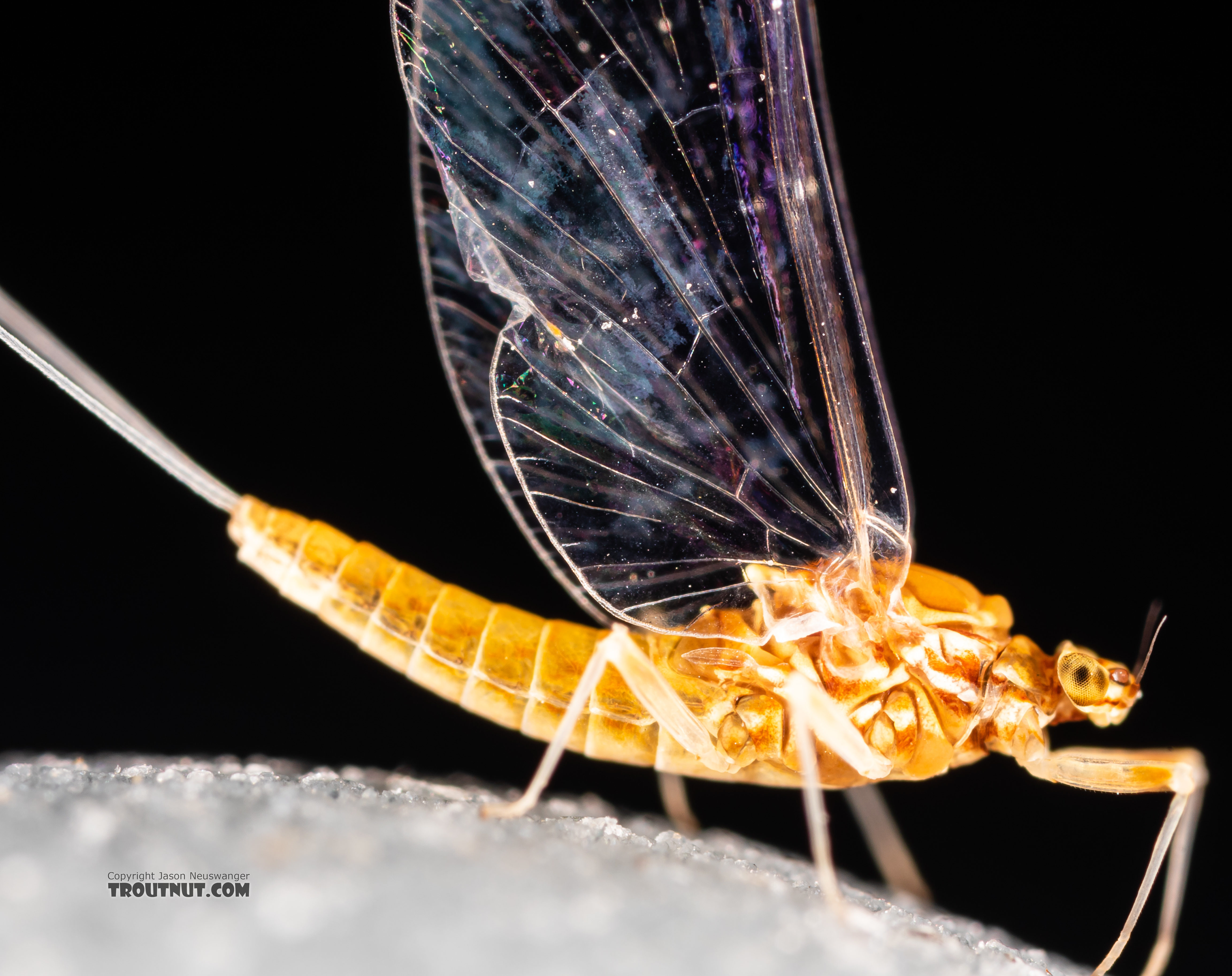 Female Ephemerella dorothea infrequens (Pale Morning Dun) Mayfly Spinner from the Madison River in Montana